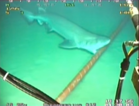 google-has-to-wrap-its-underwater-cables-in-kevlar-to-protect-them-from-sharks.jpg